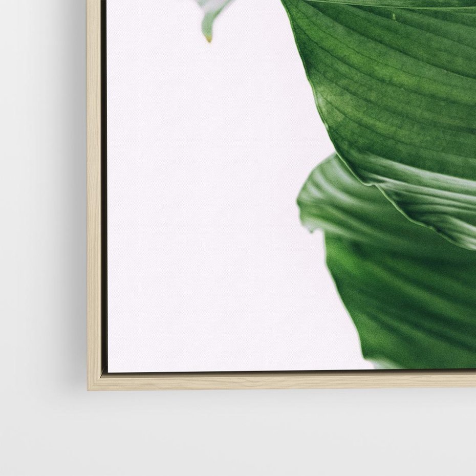 Obraz w ramie 50x50 - Zielone liście monstery - liście, monstera - rama drewno