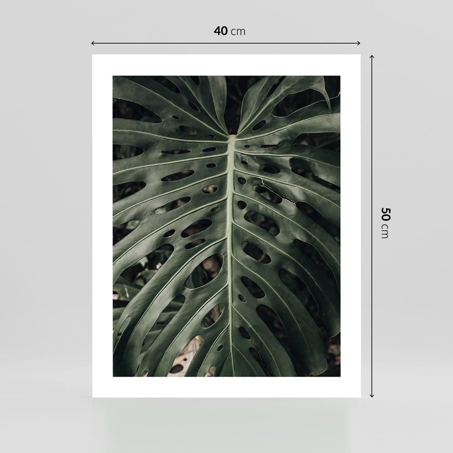 Plakat bez ramy 40x50 - Majestatyczny Liść Monstery - liść monstery, majestatyczny liść