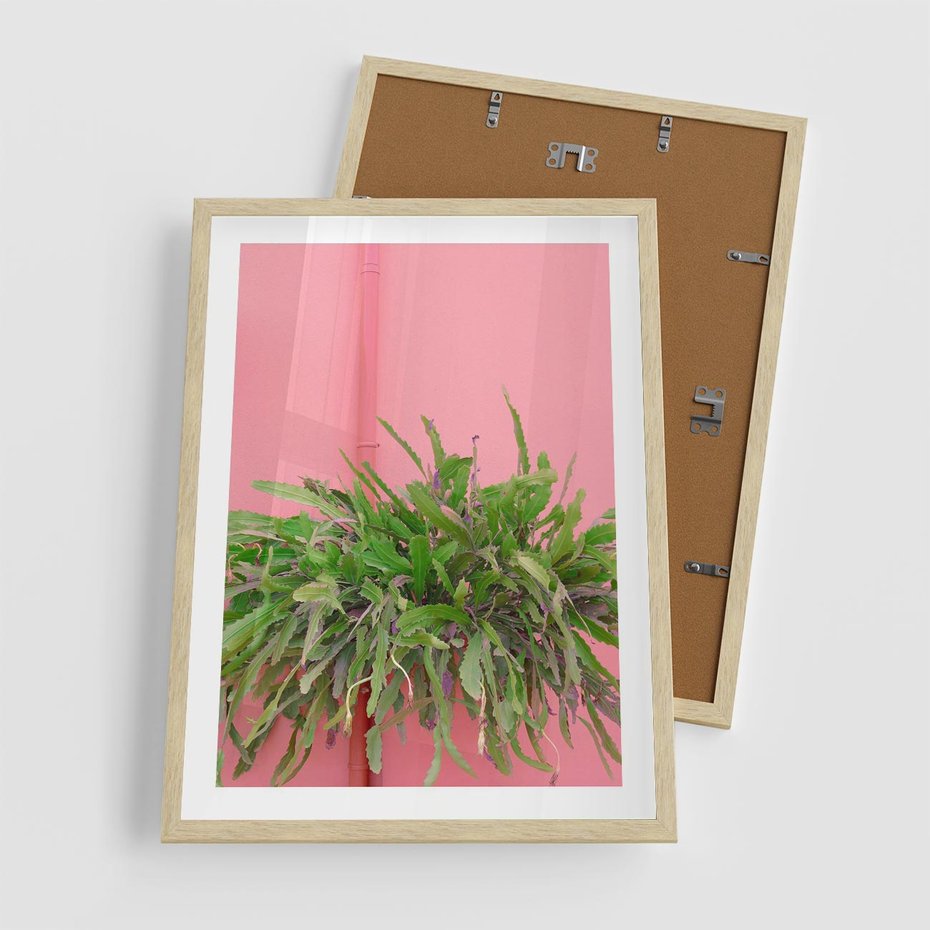 Plakat w ramie 50x70 - Fotografia Rośliny z Różowym Tłem - fotografia, zielona roślina na tle różwj ściany - rama drewno