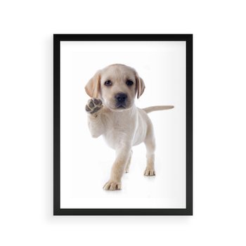 Plakat w ramie 40x50 - Szczeniak pełen radości - piesek, szczeniak - rama czarna