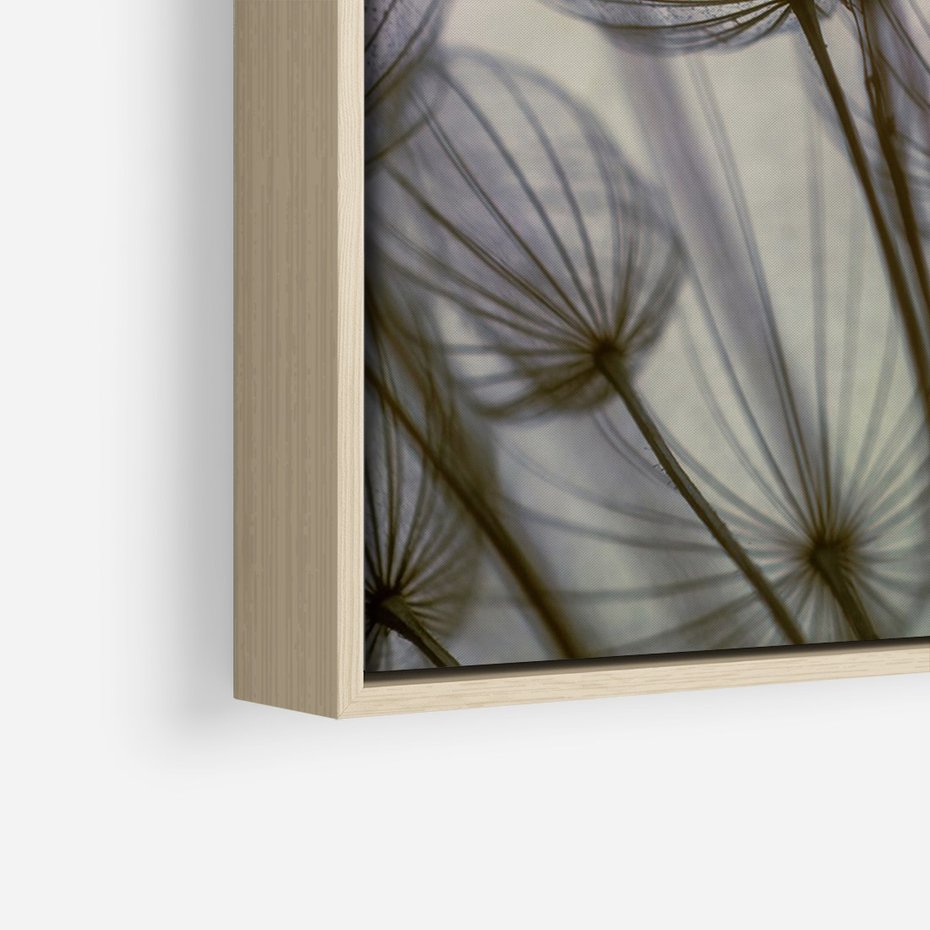 Obraz w ramie 70x100 - Makro dmuchawiec - piękno drobnych detali - dmuchawce, makro - rama drewno