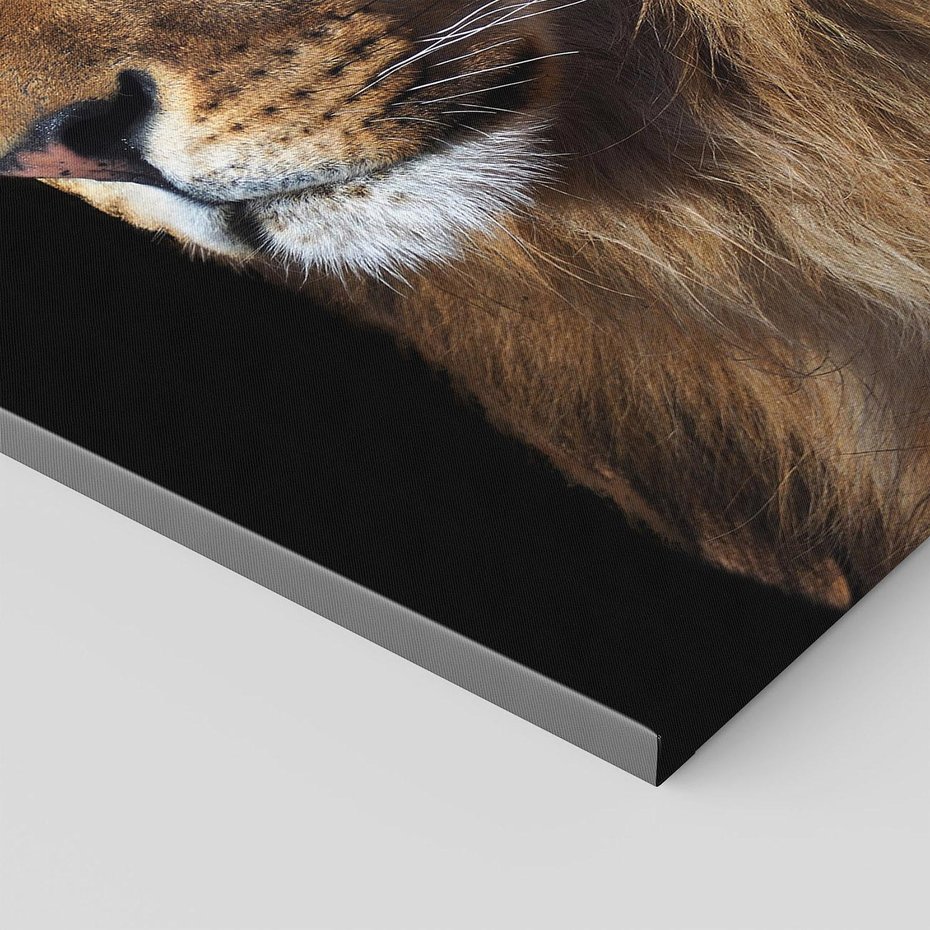 Obraz na płótnie 70x100 - Władca Dzikiej Przyrody - lew, król