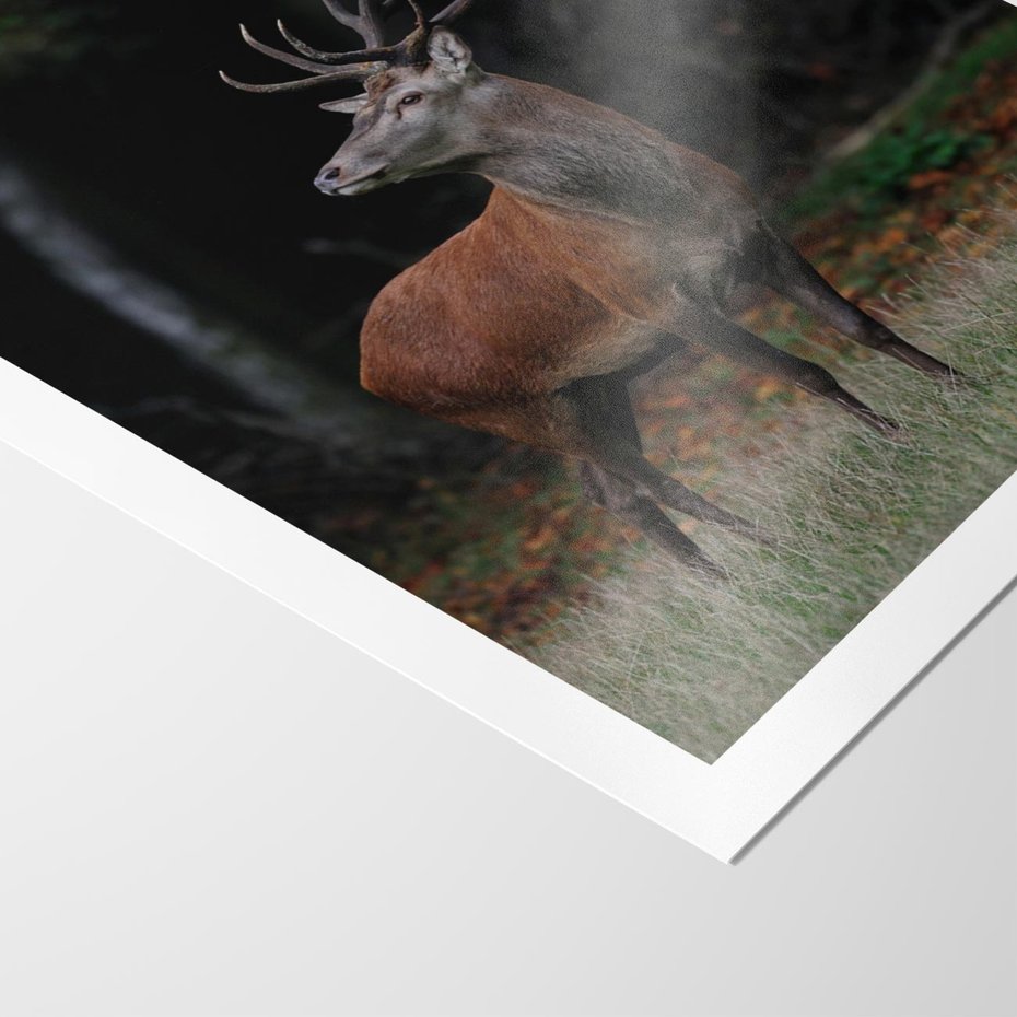 Plakat bez ramy 50x70 - Spotkanie z naturą - jeleń, las