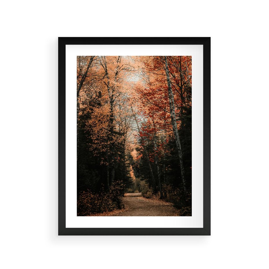Plakat w ramie 30x40 - Drzewa w Czerwonych Liściach - las, jesienny las - rama czarna