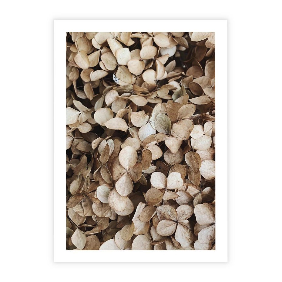 Plakat bez ramy 50x70 - Delikatność Hortensji: Kompozycja Kwiatów w Beżu - hortensja, odcienie beżu