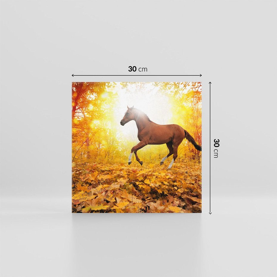 Obraz na płótnie 30x30 - Moc konia w zachodzie słońca - koń, słońce