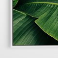 Obraz w ramie 80x120 - Zaklęta roślinna ekspresja - liście bananowca, gęsto ułożone - rama biała