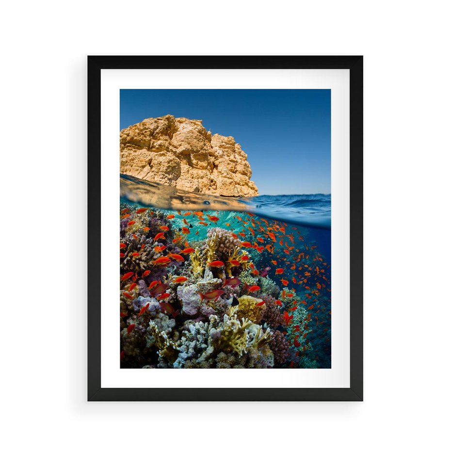 Plakat w ramie 40x50 - Rafa koralowa w oceanie - rafa, koralowa - rama czarna