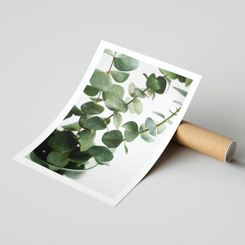 Plakat bez ramy 21x30 - Zielone eukaliptusy - eukaliptus, liście