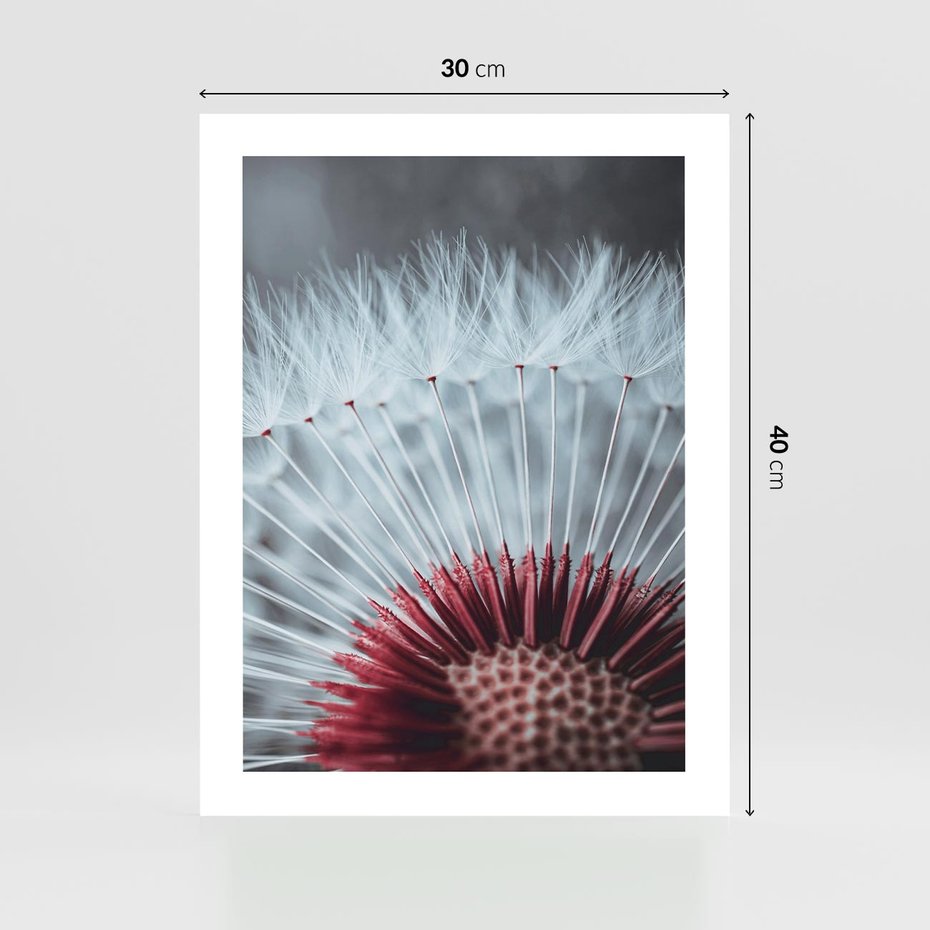 Plakat bez ramy 30x40 - Dmuchawiec w Detalu - dmuchawiec, zdjęcie makro