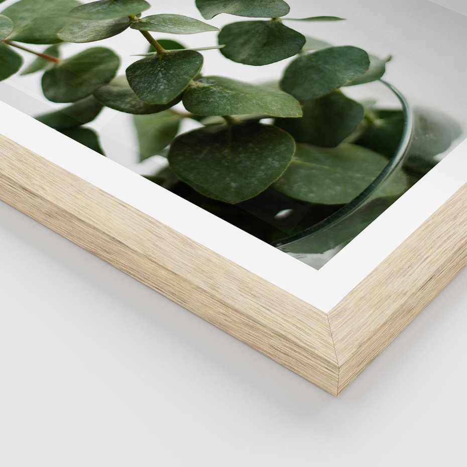 Plakat w ramie 40x50 - Zielone eukaliptusy - eukaliptus, liście - rama drewno