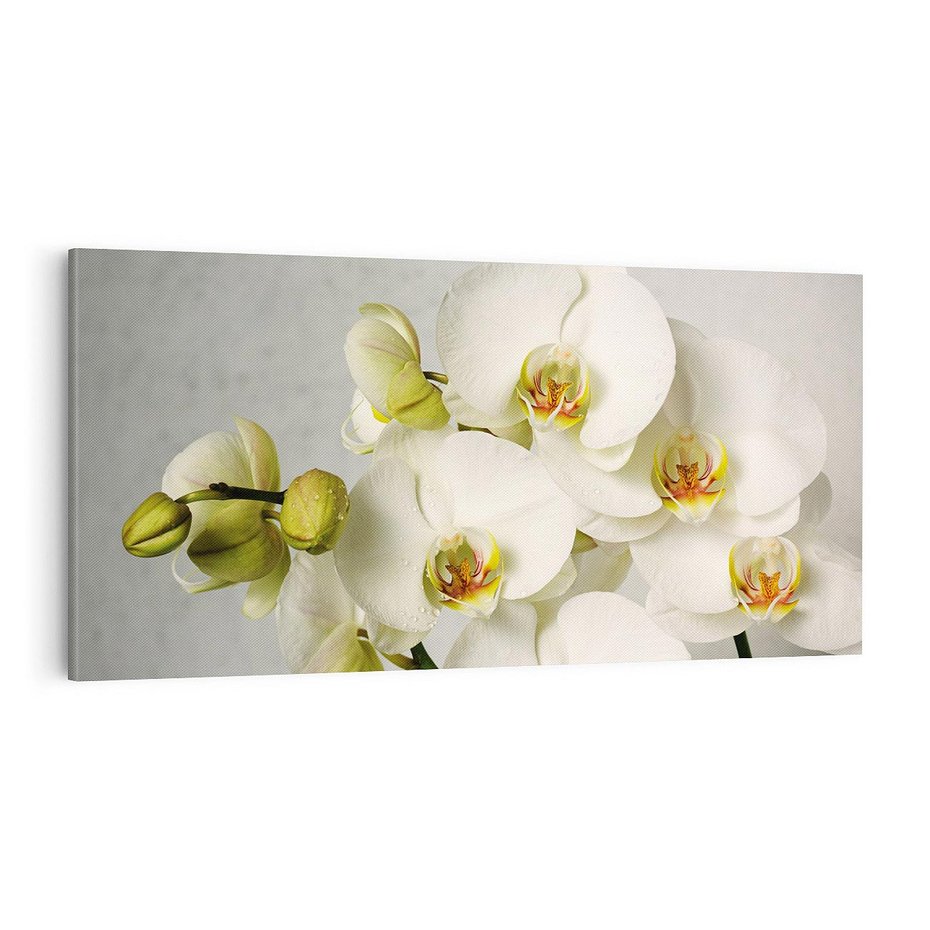 Obraz na płótnie 120x60 - Elegancka uroda orchidei - orchidea, kwiaty