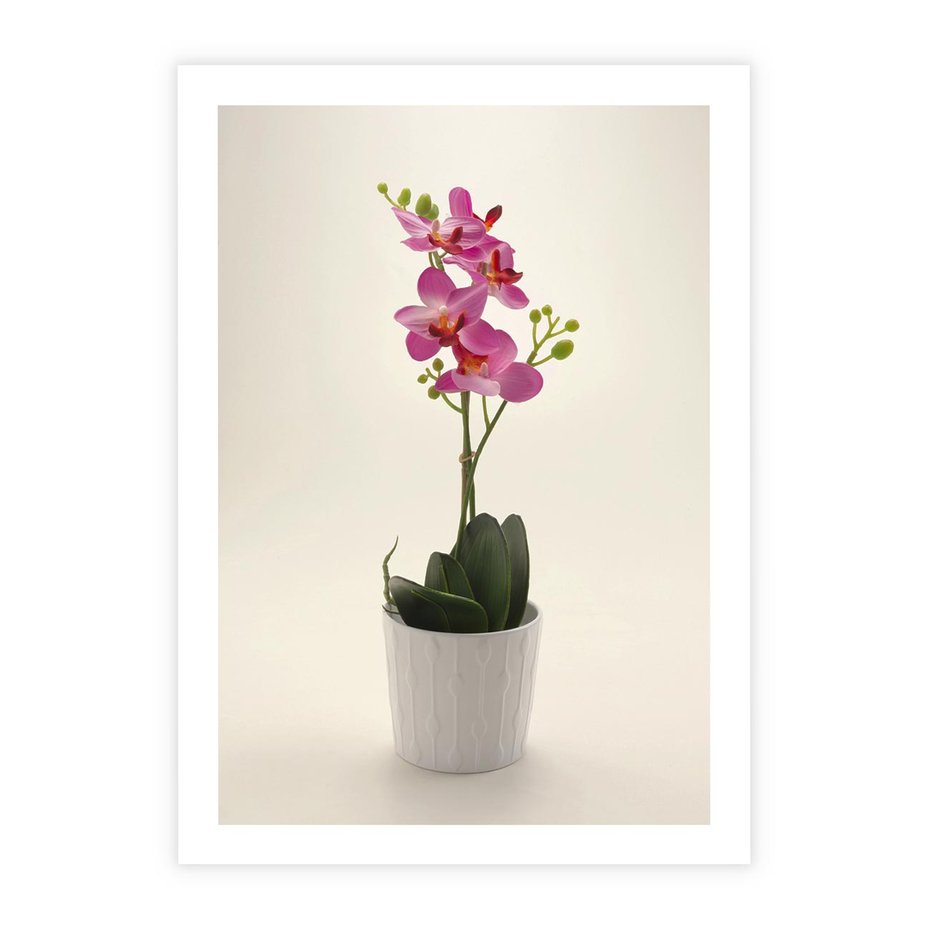 Plakat bez ramy 40x50 - Delikatność storczyka orchidei - storczyk, orchidea