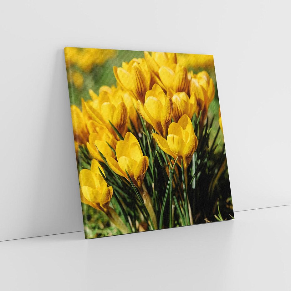 Obraz na płótnie 50x50 - Kwiatowe uniesienia natury - kwiat, kwiaty