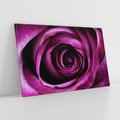 Obraz na płótnie 100x70 - piękno w delikatności - róża, kwiat