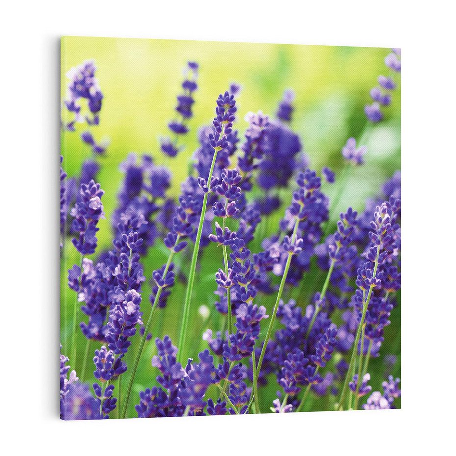 Obraz na płótnie 70x70 - Elegancka lawenda w pełnym rozkwicie - lawenda, kwiaty