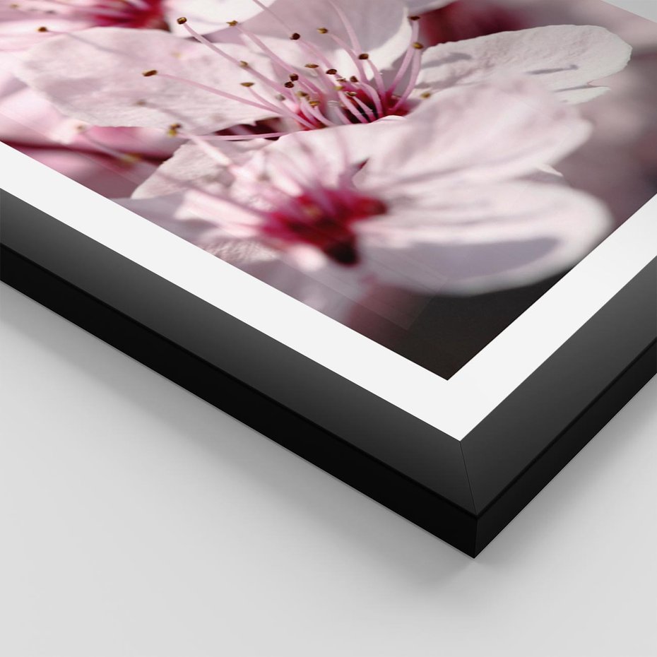 Plakat w ramie 40x50 - Kwitnąca Wiśnia - kwiaty, kwitnąca - rama czarna