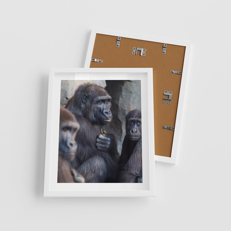 Plakat w ramie 40x50 - Małpy w ich naturalnym środowisku - małpy, szympansy - rama biała