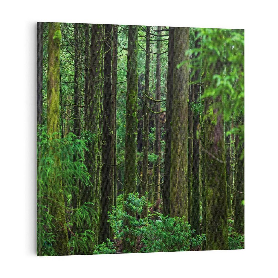 Obraz na płótnie 70x70 - Mistyka leśnej głuszy - las, drzewa
