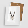 Plakat w ramie 50x70 - Minimalistyczne Poroże Jelenia - poroże jelenia na ścianie, minimalizm - rama biała