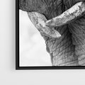 Obraz w ramie 50x70 - Spotkanie Mądrości - fotografia czarno biała, dwa słonie - rama czarna