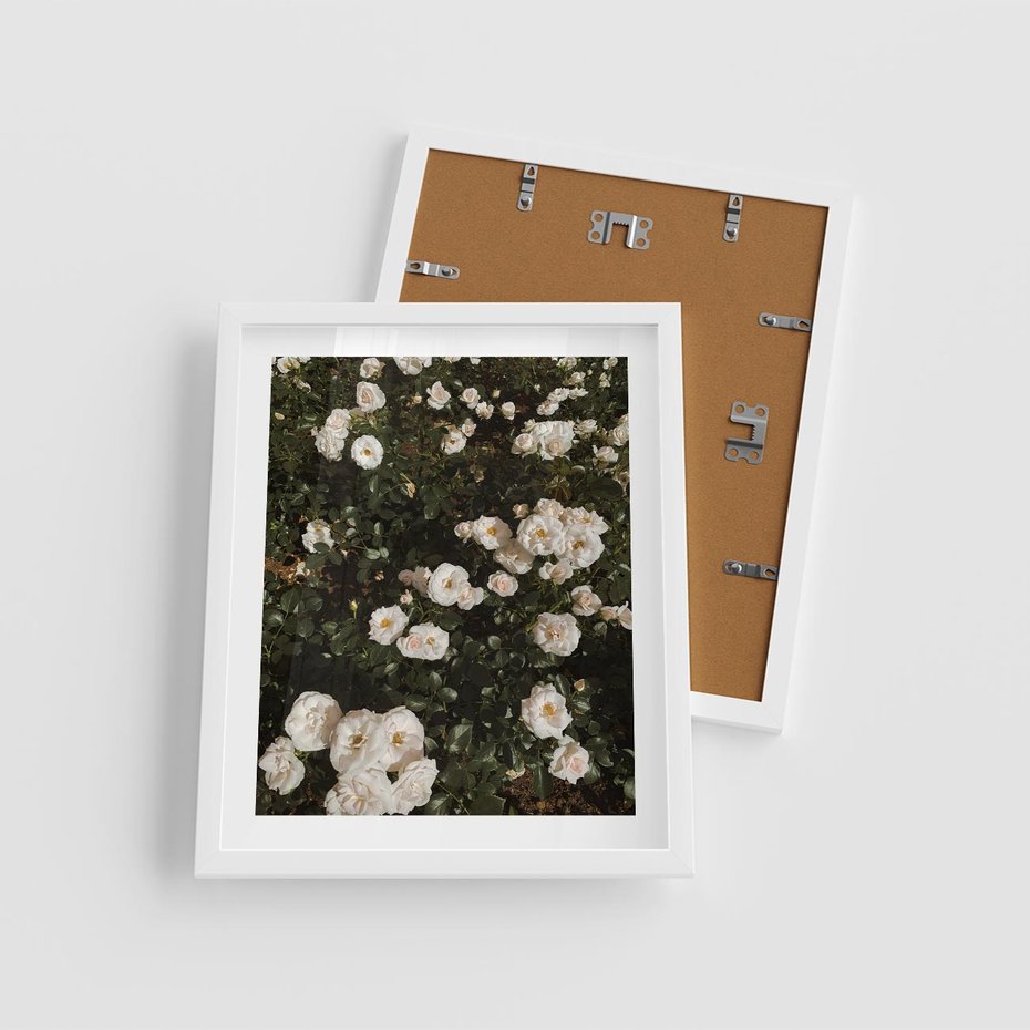 Plakat w ramie 40x50 - Czyste Piękno - białe kwiaty, białe róże - rama biała