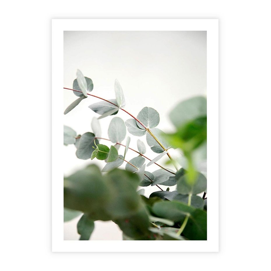 Plakat bez ramy 21x30 - Zielony Świat Eukaliptusa - eukaliptus, fotografia
