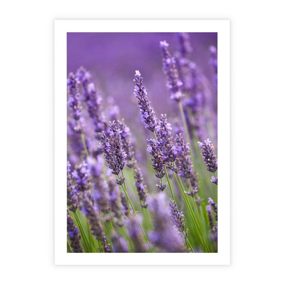 Plakat bez ramy 21x30 - Urok lawendy - lawenda, kwiaty