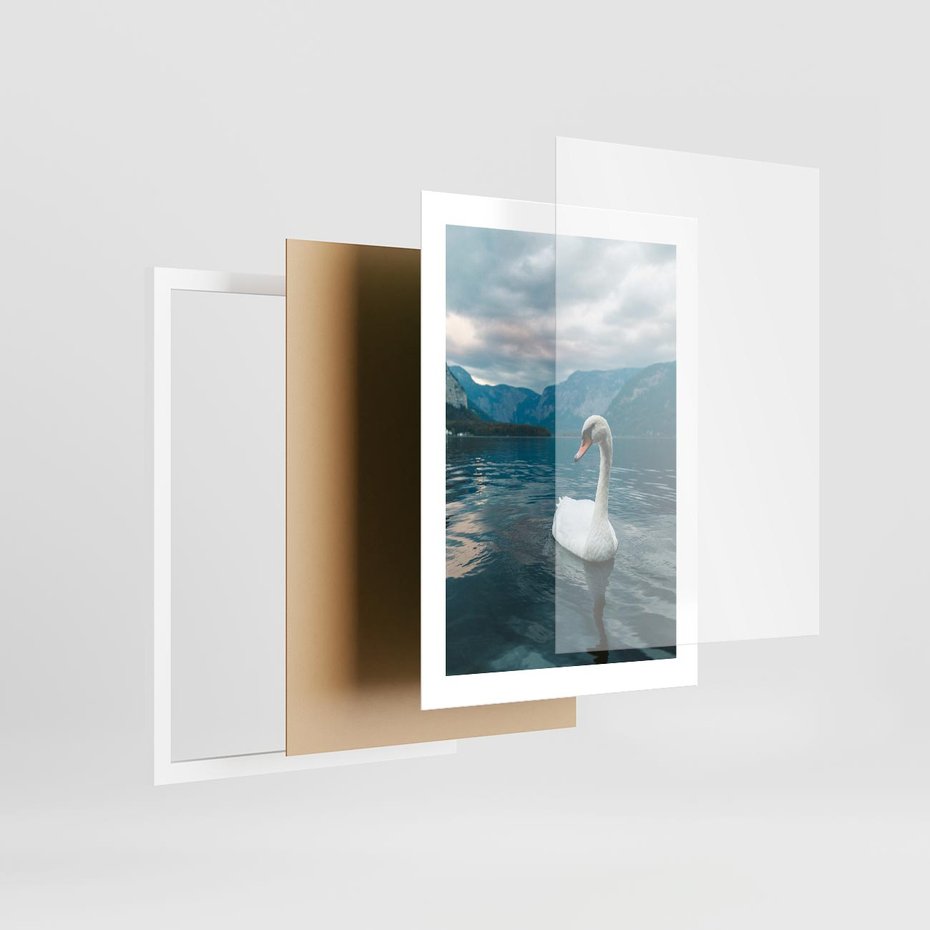 Plakat w ramie 30x40 - Łabędzi Śpiew - fotografia, plakat - rama biała