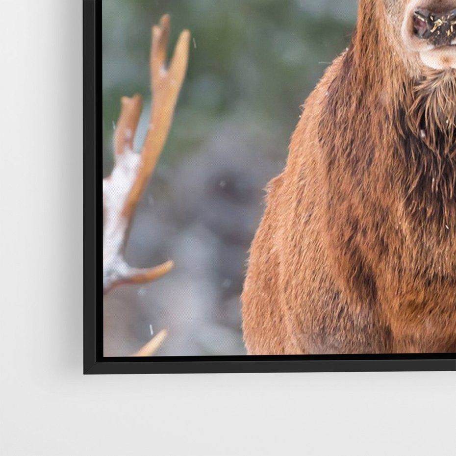 Obraz w ramie 50x70 - Monarcha Zimowej Dziczy - jeleń, zima - rama czarna