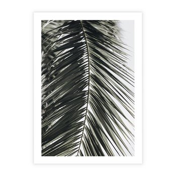 Plakat bez ramy 21x30 - Liść Palmy: Egzotyczny Detal Natury - palma, liść palmy