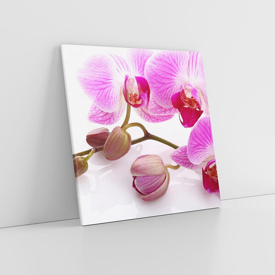 Obraz na płótnie 50x50 - Elegancka orchidea w pełnym rozkwicie - orchidea, kwiat