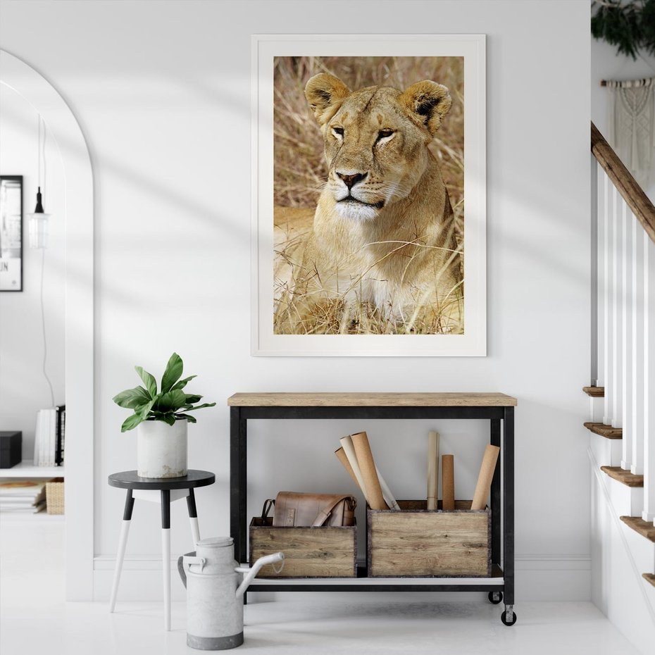 Plakat bez ramy 40x50 - Potęga lwów w Afryce - lew, lwica