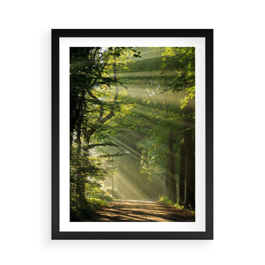 Plakat w ramie 50x70 - harmonia natury - las, drzewa - rama czarna