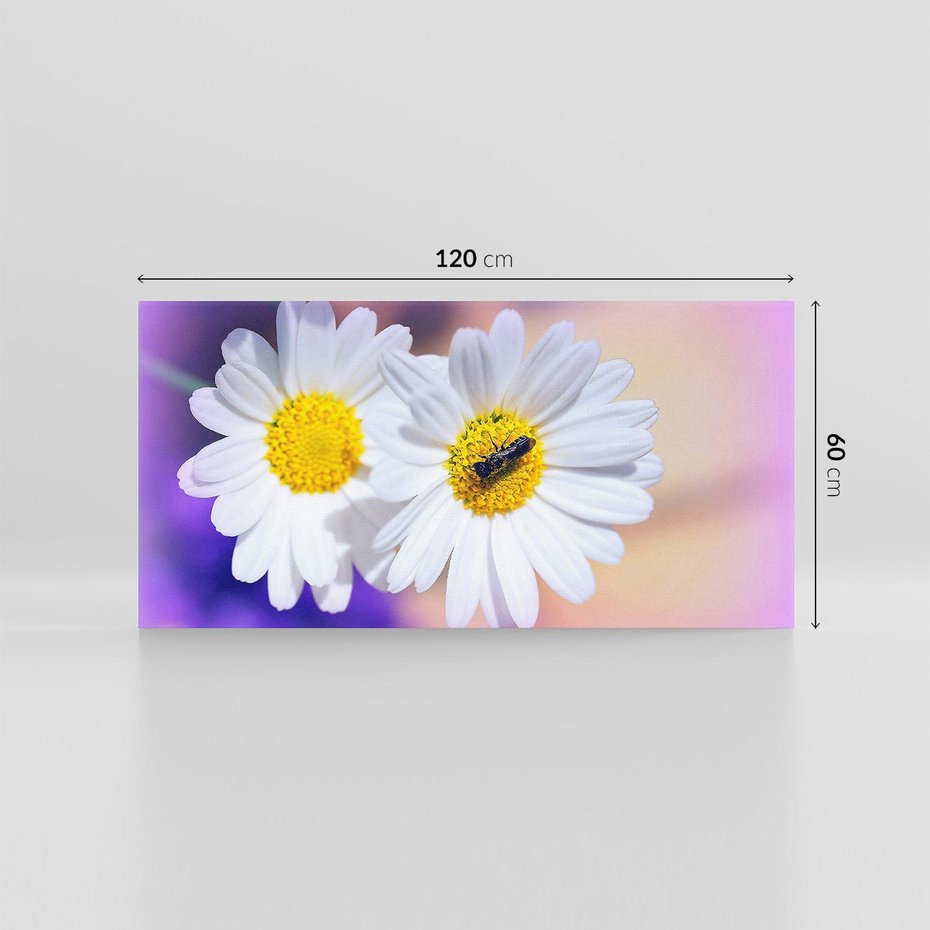 Obraz na płótnie 120x60 - Stokrotki wśród traw urok natury - stokrotki, kwiat