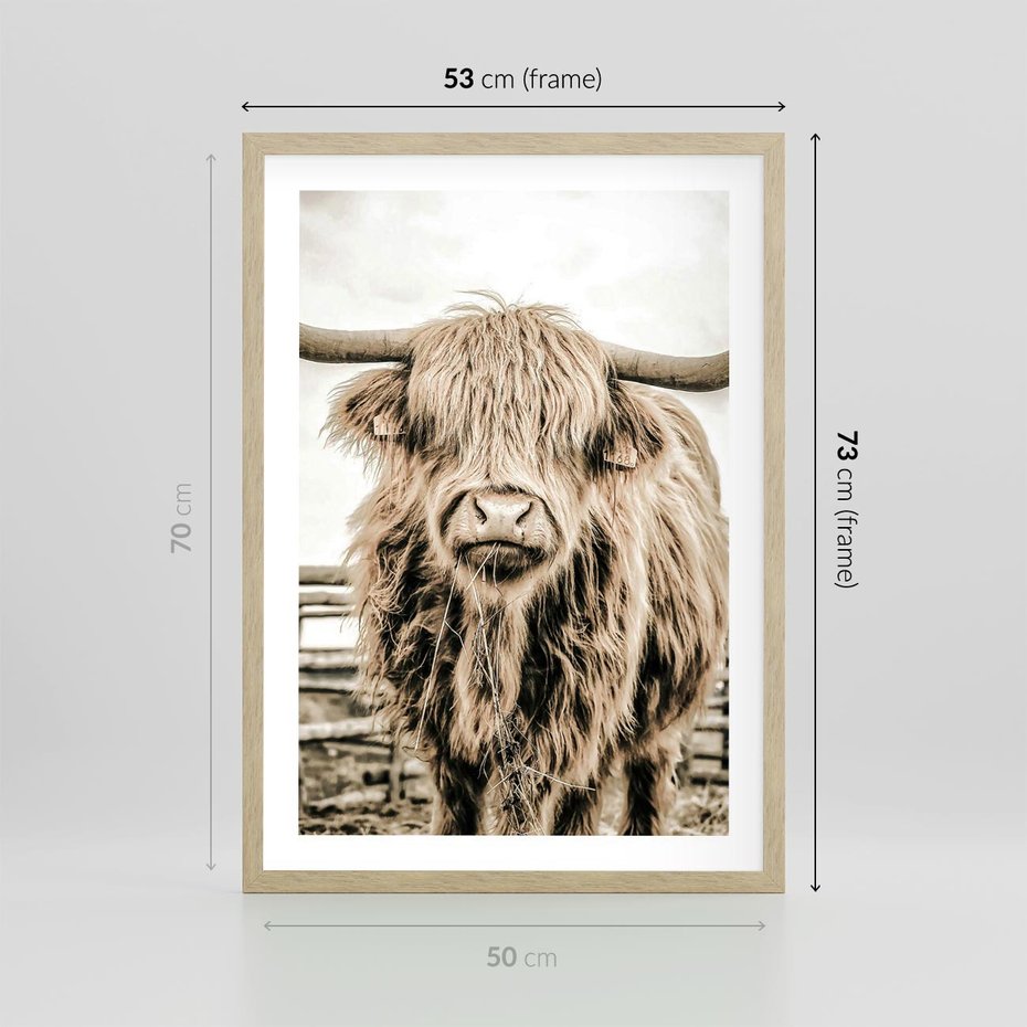 Plakat w ramie 50x70 - Klimat Wiejskiego Życia - amerykańska krowa, byk - rama drewno