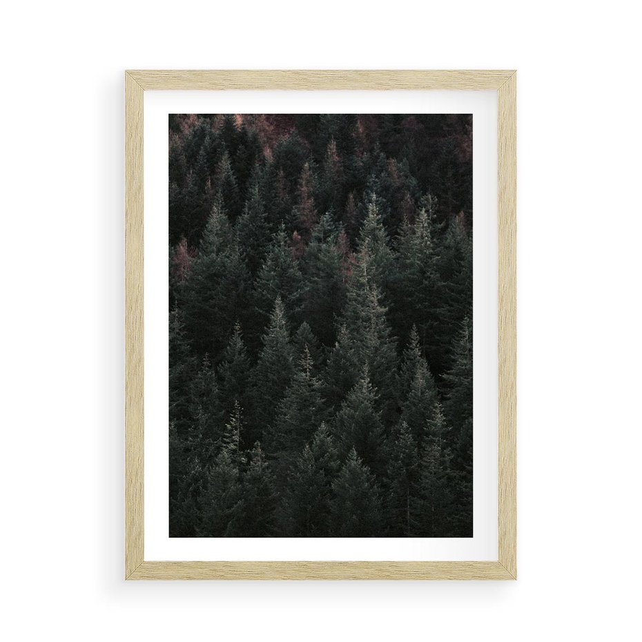 Plakat w ramie 50x70 - Wysoko nad Iglastym Lasem - las, perspektywa - rama drewno