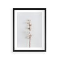 Plakat w ramie 30x40 - Minimalistyczna Gałązka Bawełny - bawełna, gałązka bawełny - rama czarna