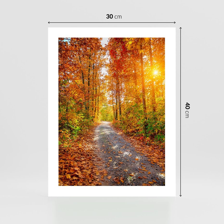 Plakat bez ramy 30x40 - Kolorowe drzewa na ścieżce jesieni - las, jesień