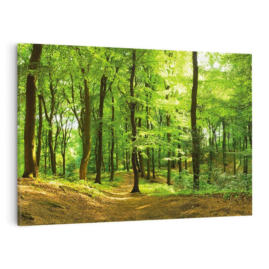Obraz na płótnie 70x50 - Mistyka leśnych drzew - las, drzewa