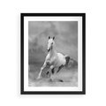 Plakat w ramie 40x50 - Elegancja w Czarno-Białym - koń, biało - rama czarna
