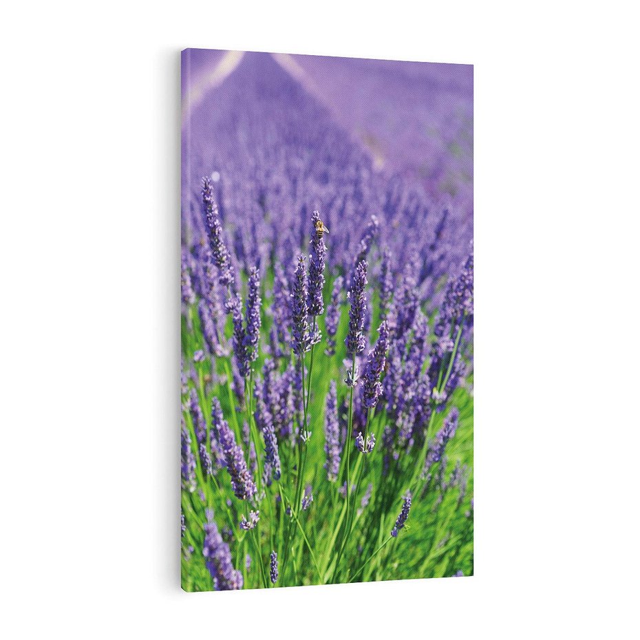 Obraz na płótnie 70x100 - Lawendowe pola piękno natury - lawenda, kwiaty