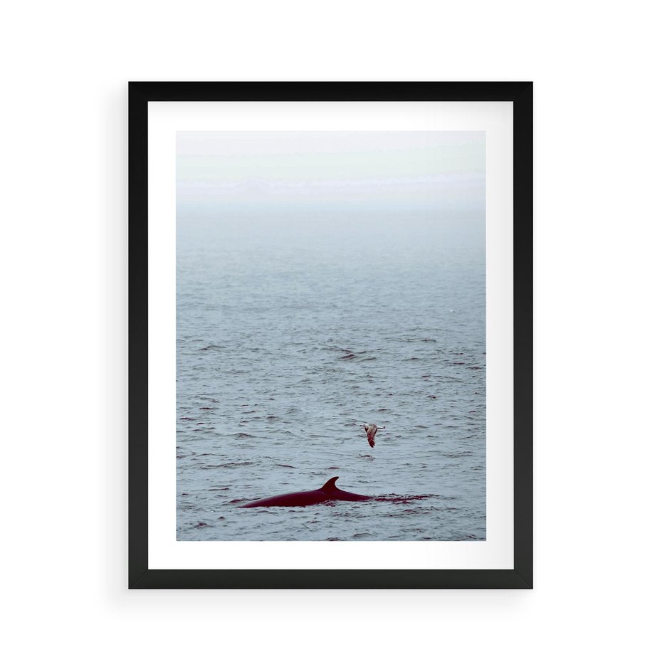 Plakat w ramie 40x50 - Spotkanie z Orką - morze, ocean - rama czarna