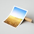 Plakat bez ramy 30x40 - Żyzne Pola - pole, pszenicy