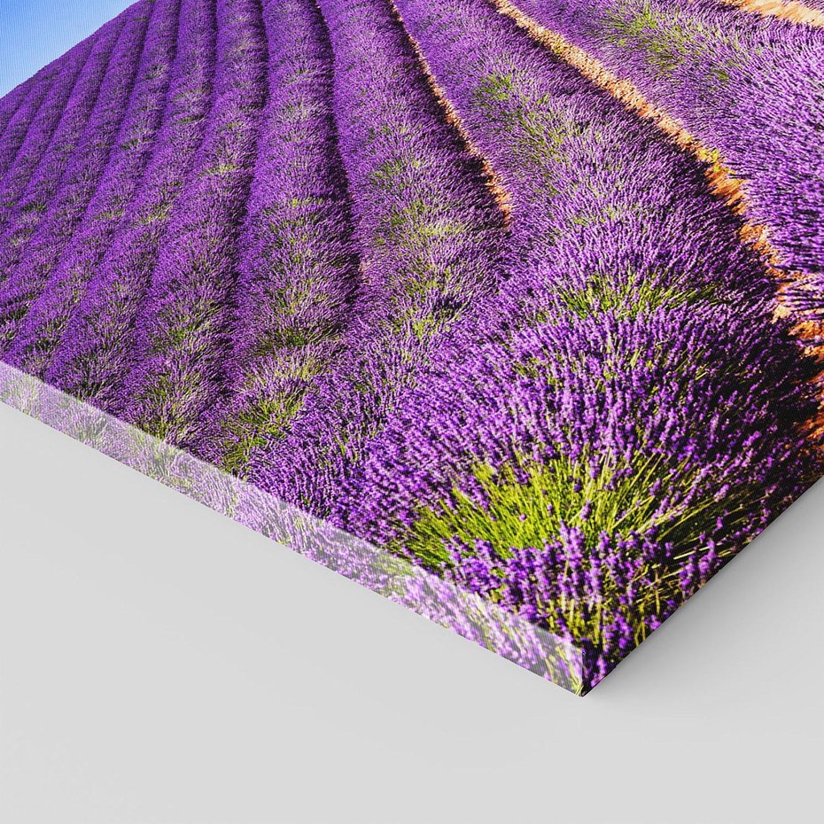 Obraz na płótnie 70x50 - pola wonnych kwiatów - lawenda, kwiaty