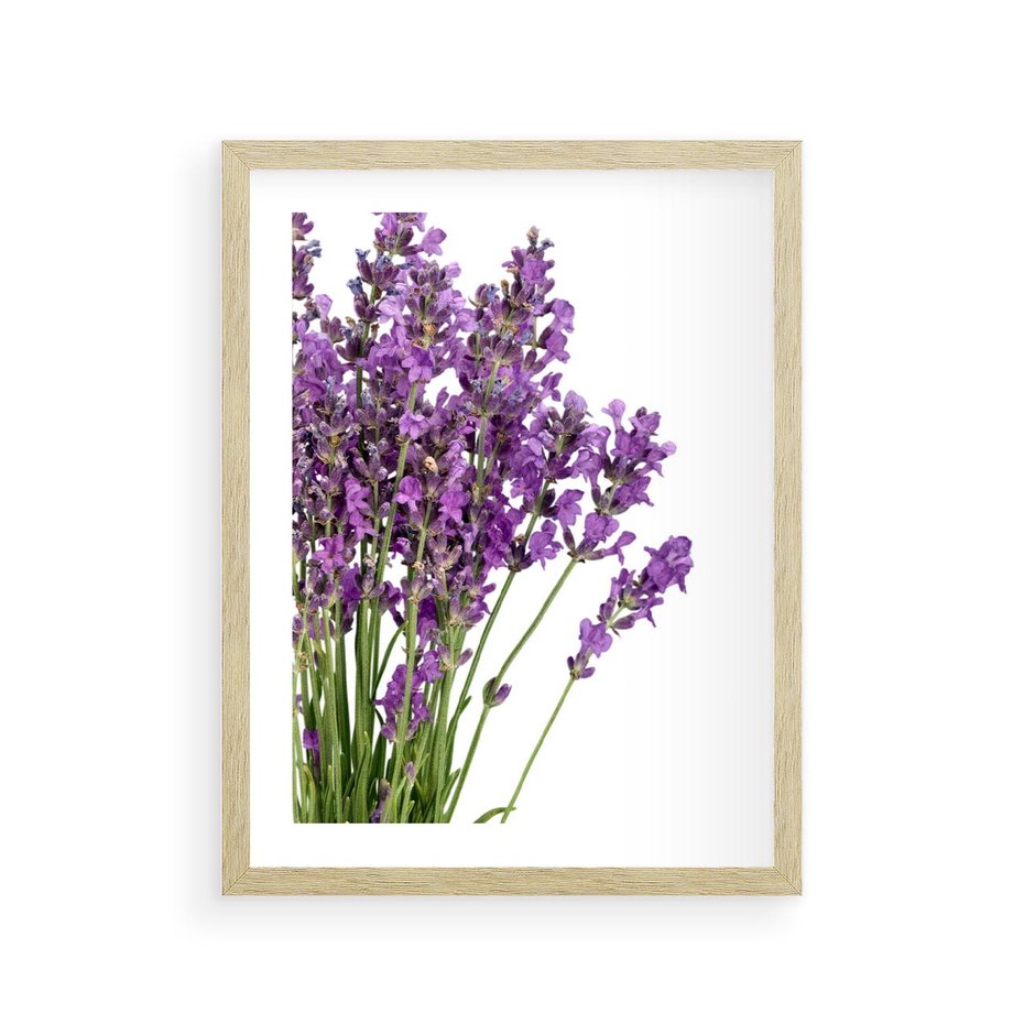 Plakat w ramie 30x40 - Pola lawendy w pełnym rozkwicie - lawenda, kwiaty - rama drewno