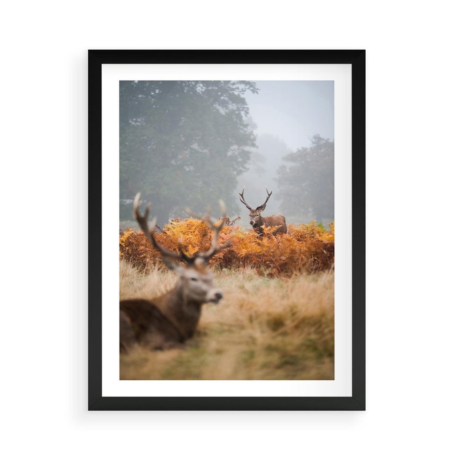 Plakat w ramie 50x70 - Malownicza Harmonia - jelenie, jesień - rama czarna