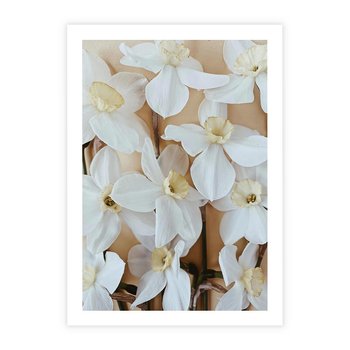 Plakat bez ramy 21x30 - Białe Narcyzy - narcyzy, kwiaty