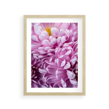Plakat w ramie 40x50 - Fioletowy zawrót głowy - kwiat, różowy kwiat - rama drewno