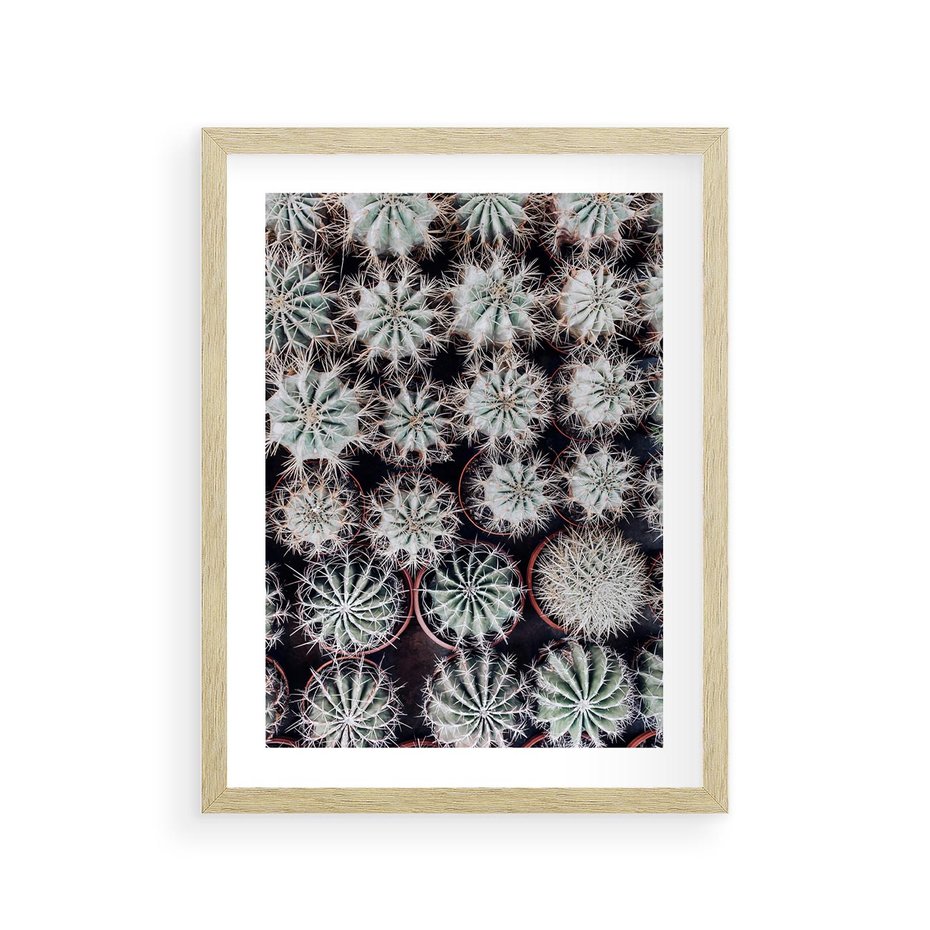 Plakat w ramie 30x40 - Wzór Kaktusów - kaktusy w doniczkach, ujęcie z góry - rama drewno